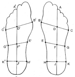 Schema van de linker- en rechtervoet volgens de Kwadrant-theorie